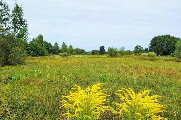 kielecki, Morawica, Łabędzi&oacute;w, Dw&oacute;r, Działka budowlano-rolna 5700m2- Łabędzi&oacute;w, gm. Morawica